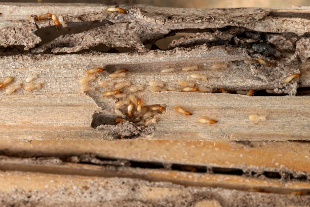 Best Flea Control Services  in Gridley, IL
